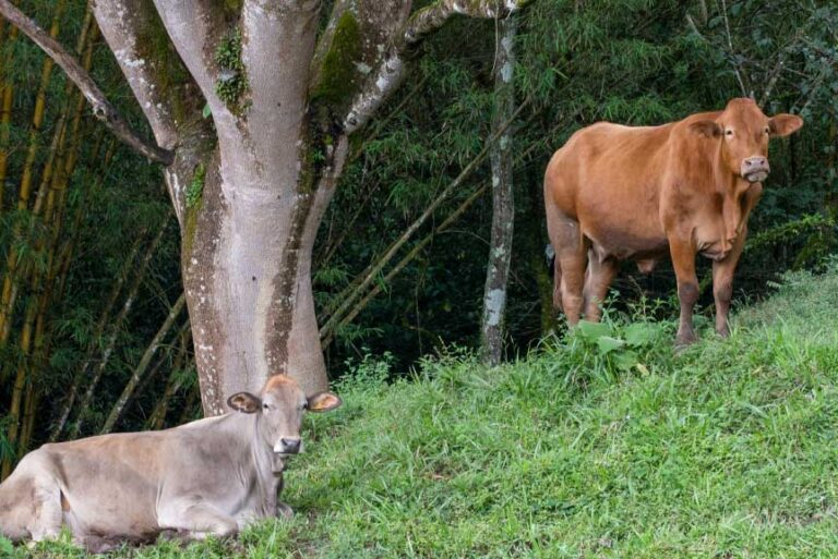 PPD_Ganaderia-sostenible-y-proteccion-de-grandes--felinos